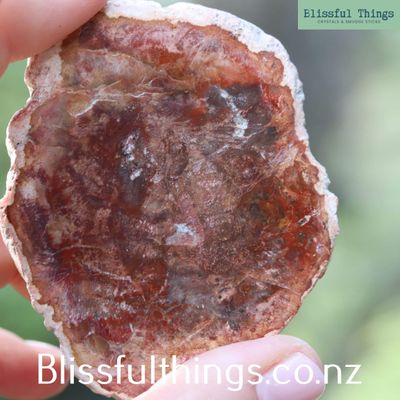 Petrified Wood Polished Slice