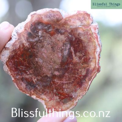 Petrified Wood Polished Slice