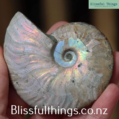 Ammonite with Opalization