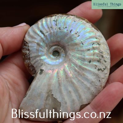 Ammonite with Opalization