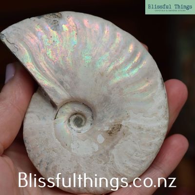 Ammonite with Opalization