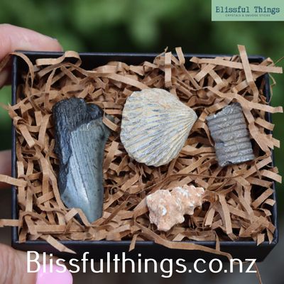 Fossil Discovery Box - Set of 4 Genuine Fossils
