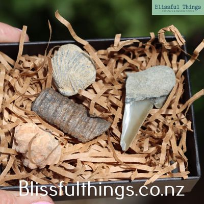 Fossil Discovery Box - Set of 4 Genuine Fossils