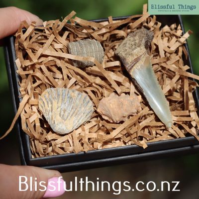 Fossil Discovery Box - Set of 4 Genuine Fossils