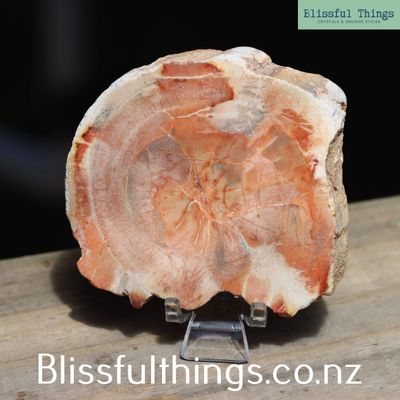 Petrified Wood Polished Slice