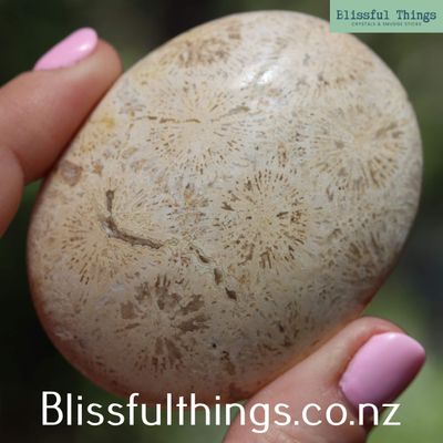 Fossilized Coral Palm Stone