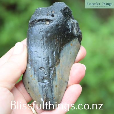 Megalodon &ndash; Fossil Shark Teeth