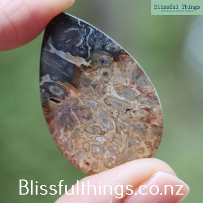 Petrified Palm Root Cabochon