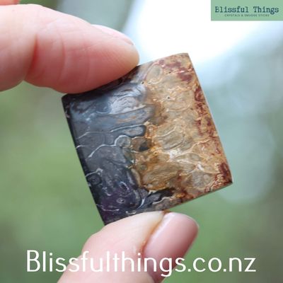 Petrified Palm Root Cabochon