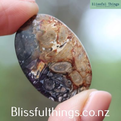 Petrified Palm Root Cabochon