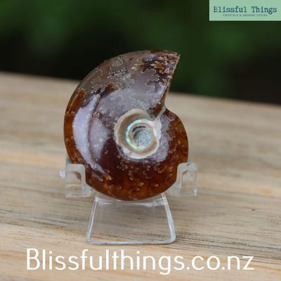 Ammonite with Opal Polished