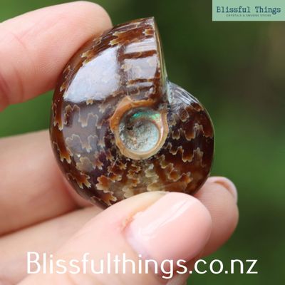 Ammonite with Opal Polished
