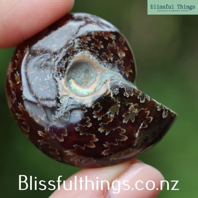 Ammonite with Opal Polished