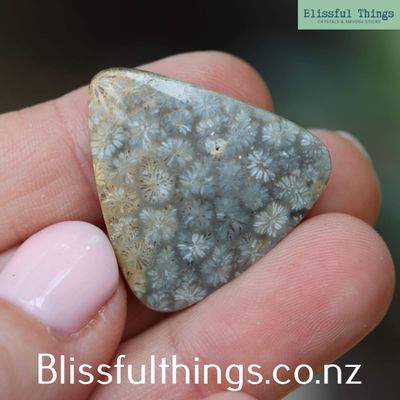 Fossilized Coral Cabochon