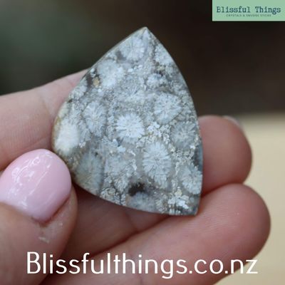 Fossilized Coral Cabochon