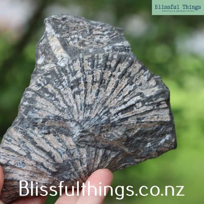 Monotis Fossil from New Zealand