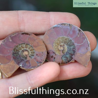 Ammonite Cut &amp; Polished Pair (Small)