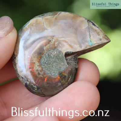 Ammonite with Opal Polished