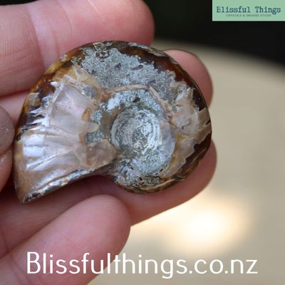 Ammonite with Opal Polished