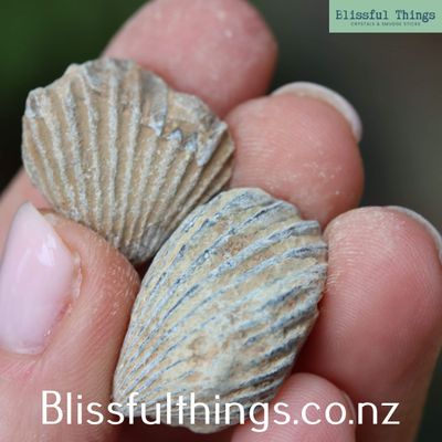 Fossil Brachiopod (Rhynchonellida) Lot