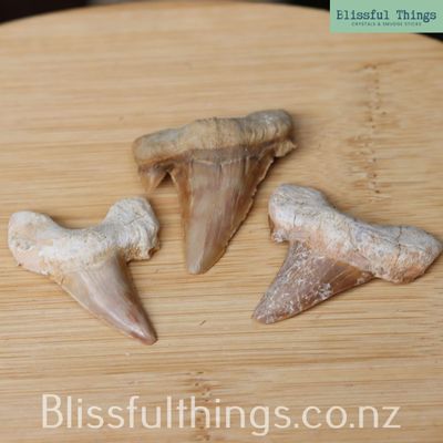 Fossil Shark Tooth (Otodus obliquus) Set of Three