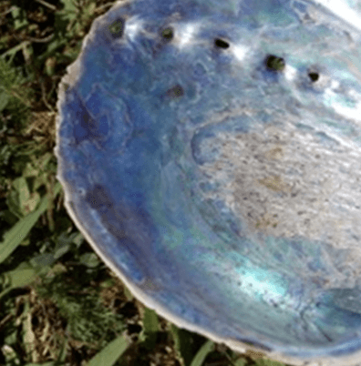 Paua Shell |  www.kinnectgroup.com