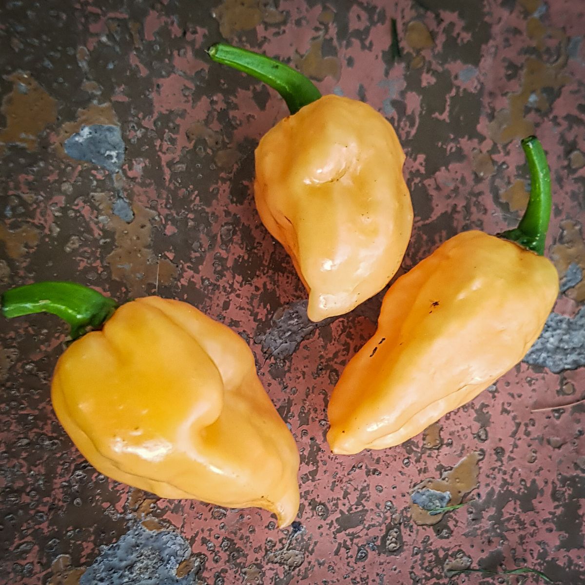 Peach Carolina Reaper Hot Pepper Seeds