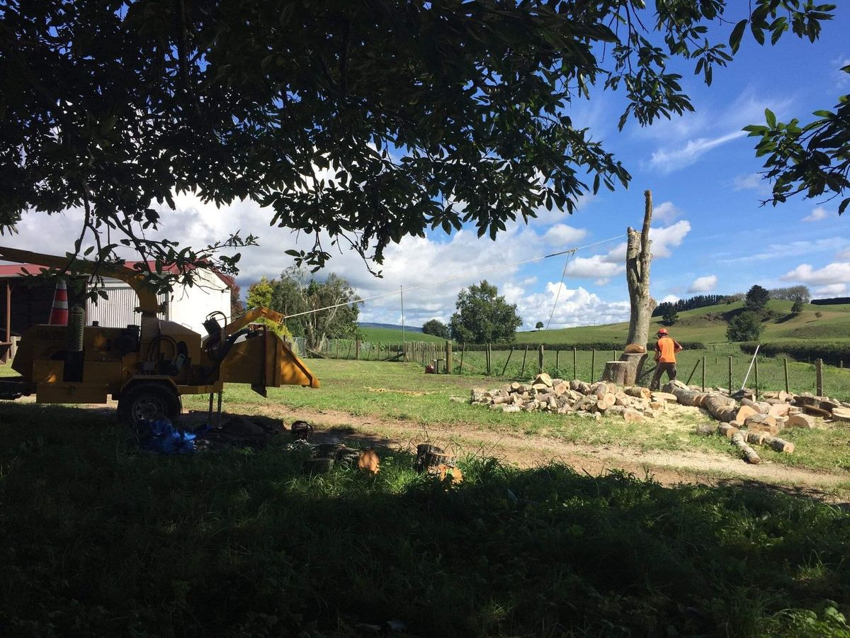 Tree Services in Waikato | Removal, Stump Grinding & More | Total Tree Care