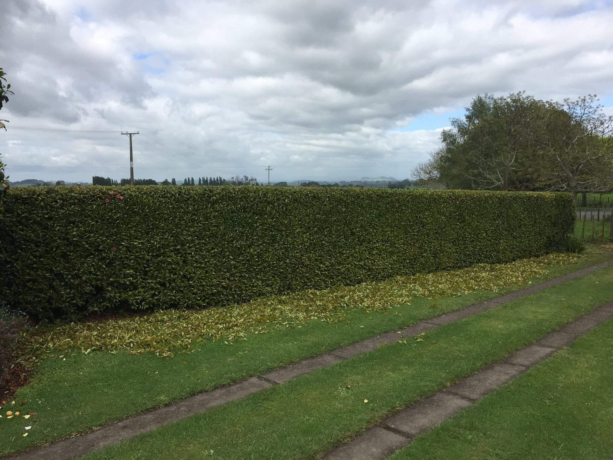 Tree Services