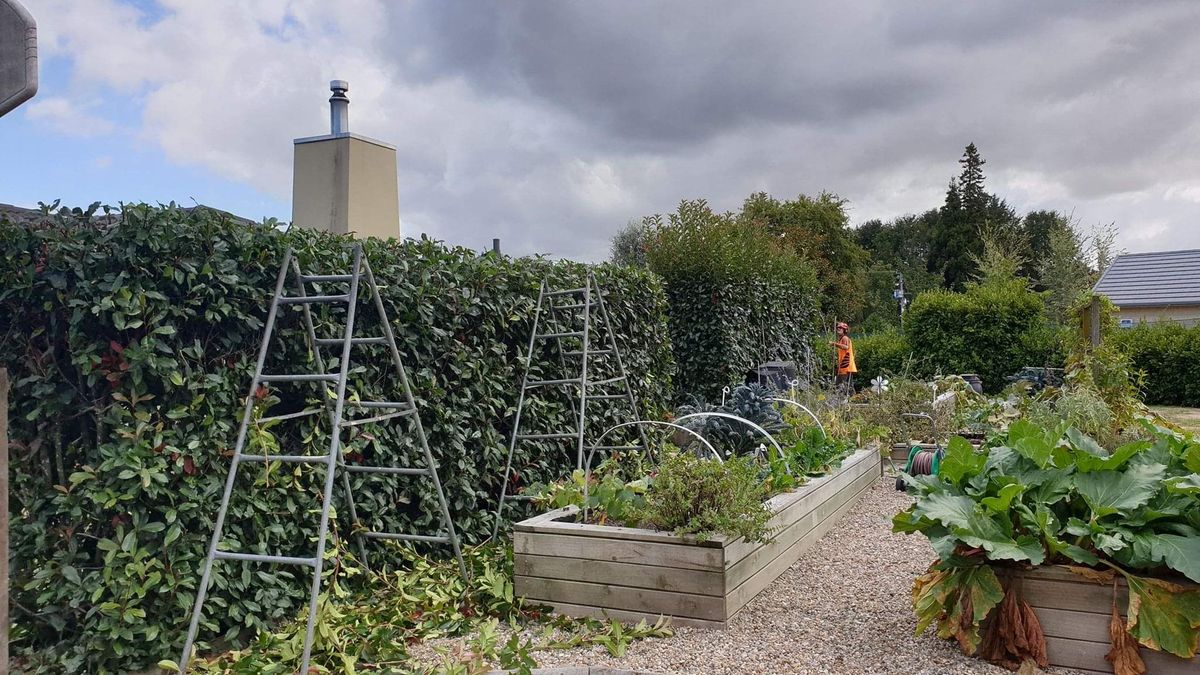 Expert Hedge Trimming in Hamilton, Waikato | Total Tree Care