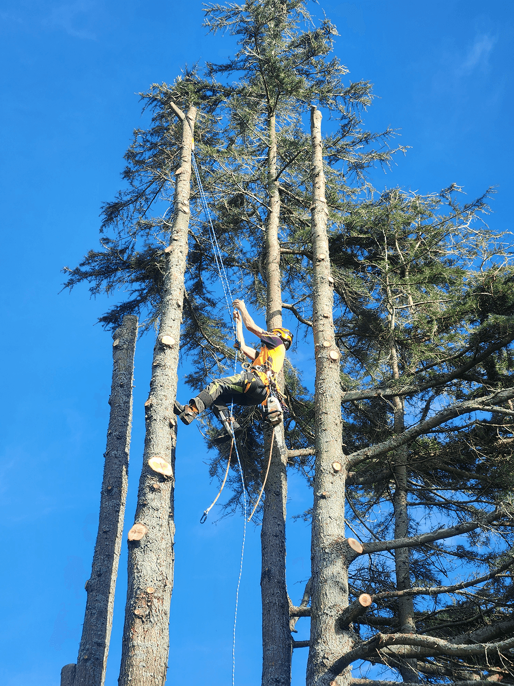Arborist performing tree felling in Waikato