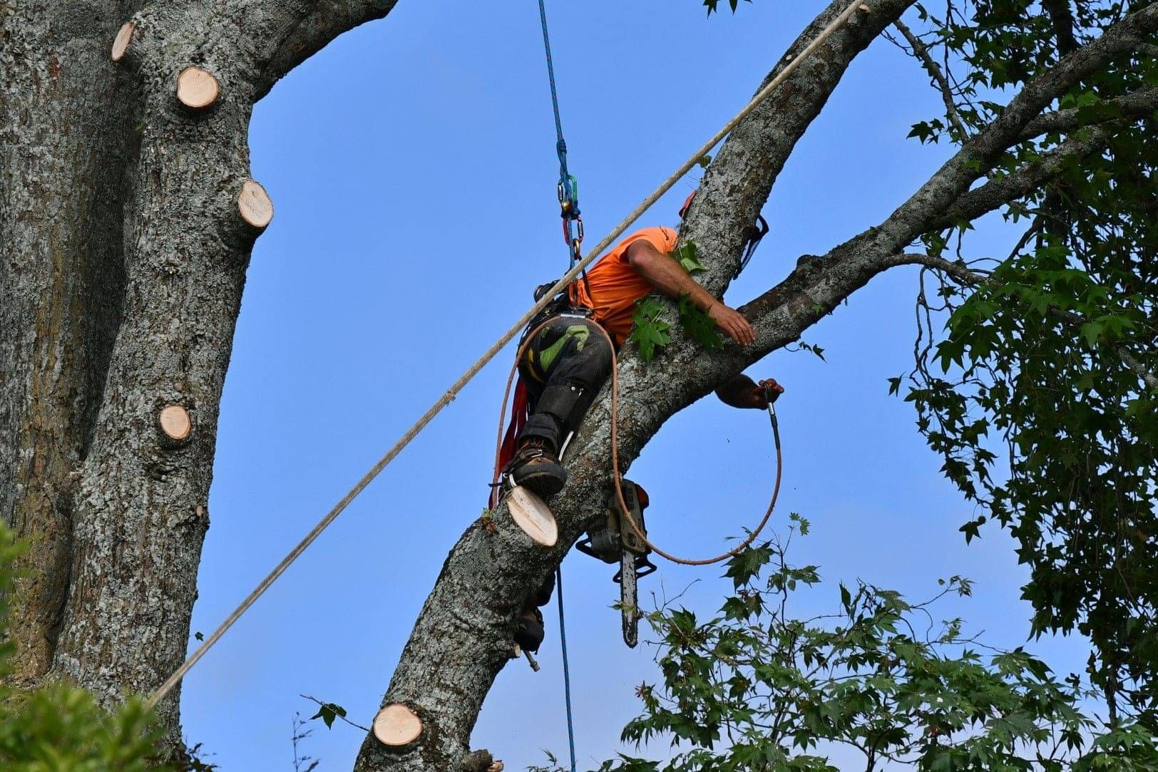 Tree removal specialist cutting branches high in a tree