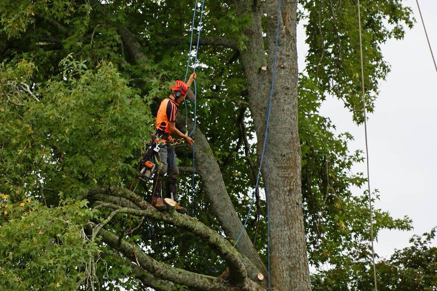 Certified arborist using safety harness during tree felling