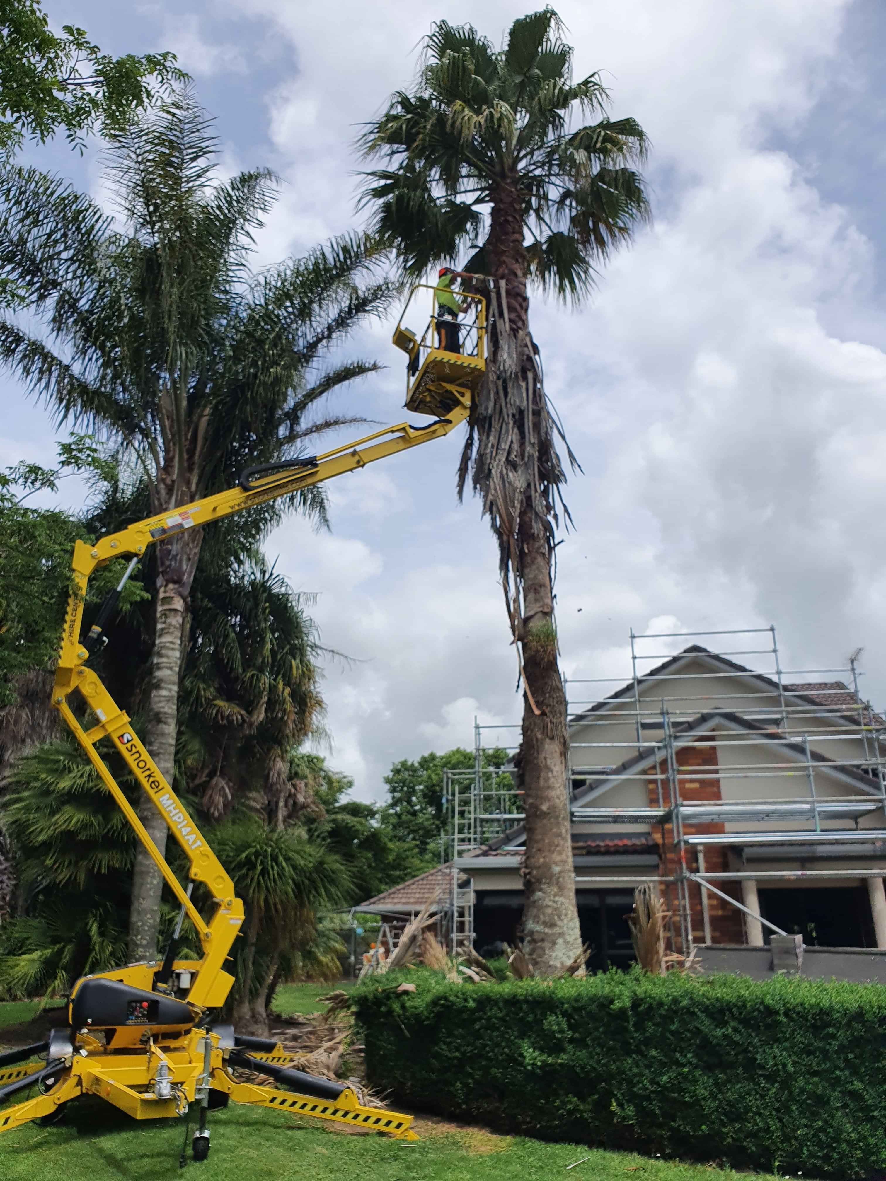 Safe sectional dismantling of a tree by qualified arborist
