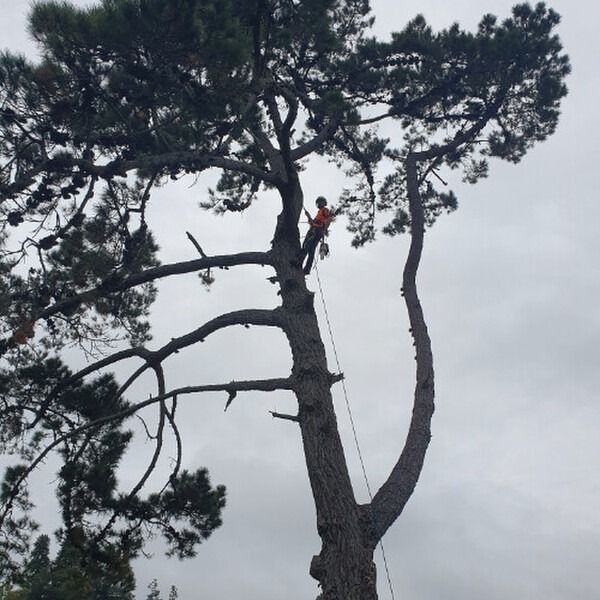 Tree climber preparing for controlled branch removal