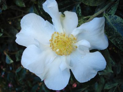 Camellia Setsugekka - $12.90-$169.90
