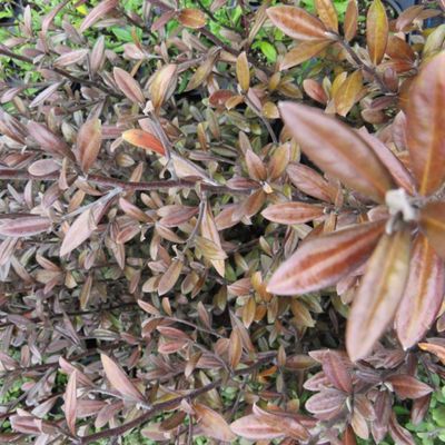 Corokia Frosted Chocolate