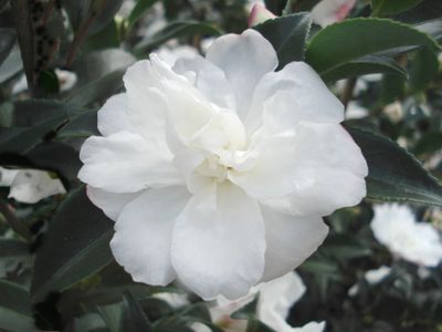 Camellia Silver Dollar - $27.90-$39.90