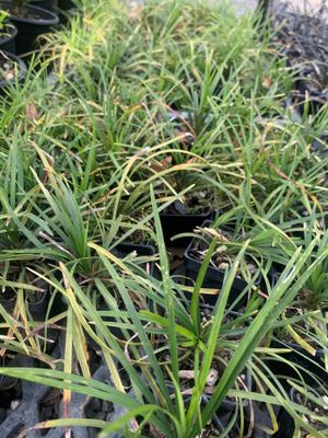 Ophiopogon japonicus - Green Mondo Grass