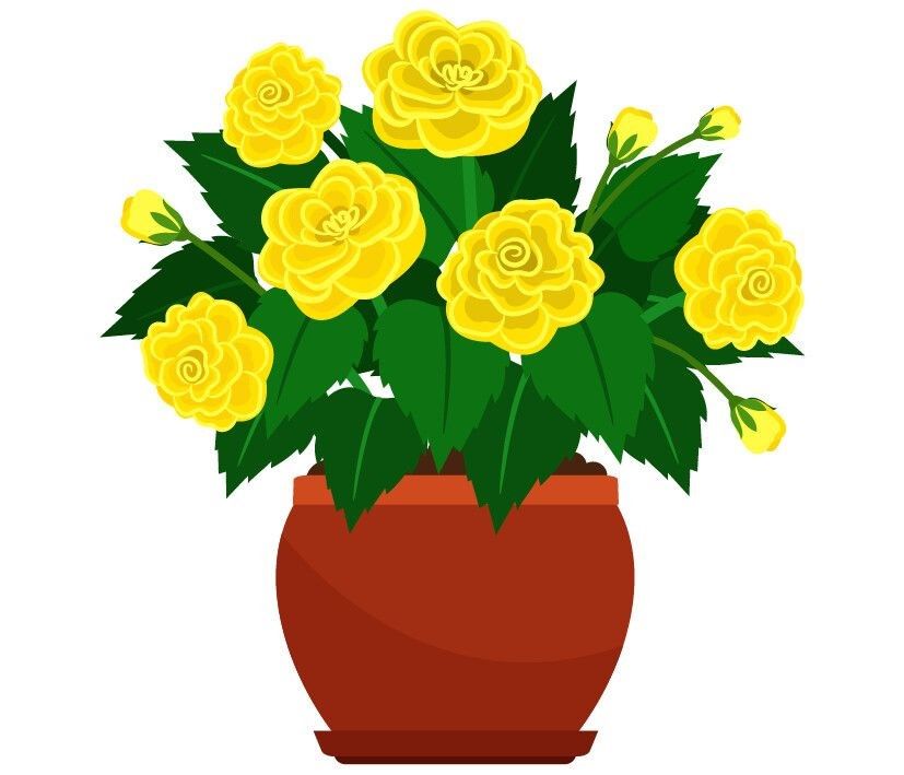 For all the latest gardening advice for Summer, visit Amber Garden Centre