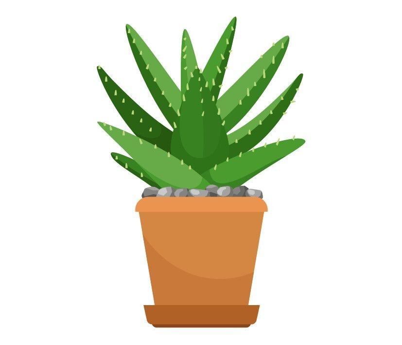 For all the latest gardening advice for Spring, visit Amber Garden Centre