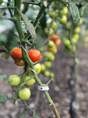 Cherry tomatoes 250g