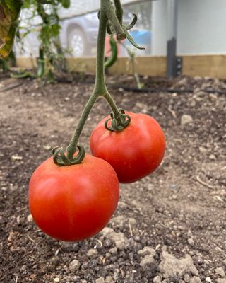 500g Tomatoes