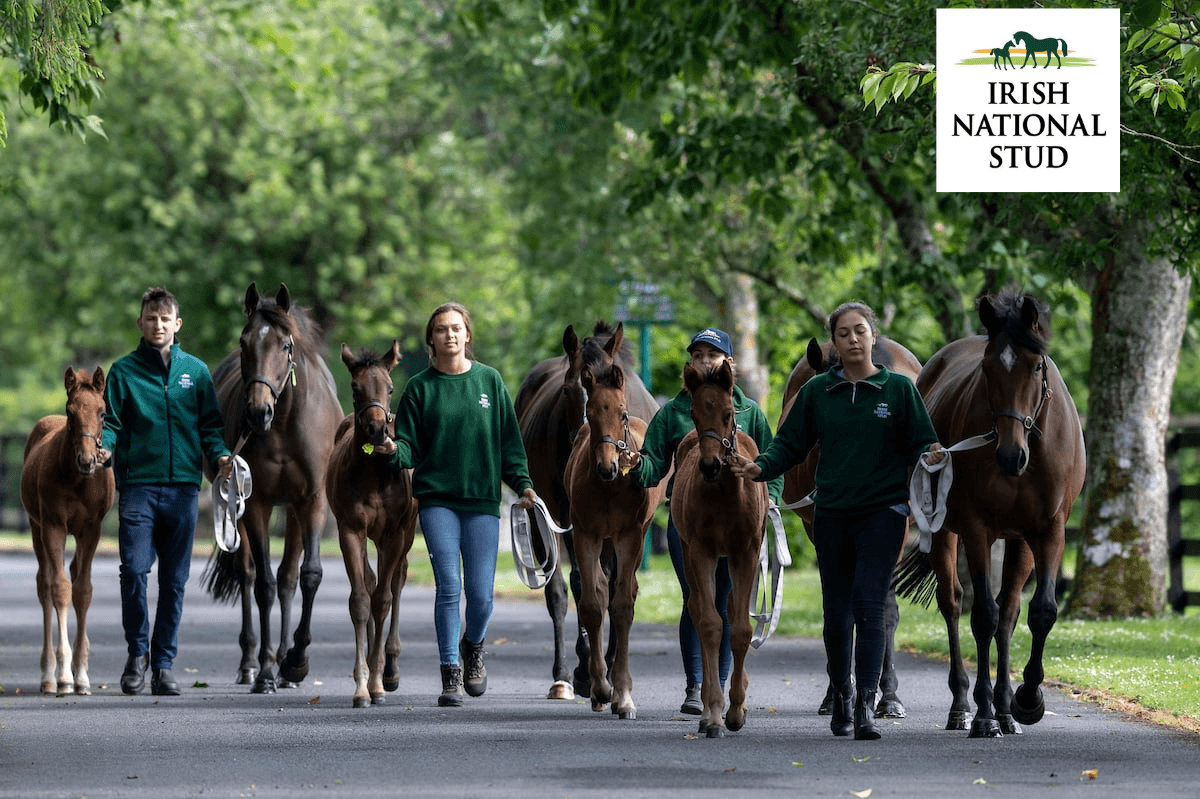 Irish National Stud Scholarship
