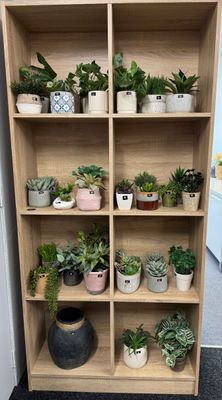 Everlasting Plants From $2