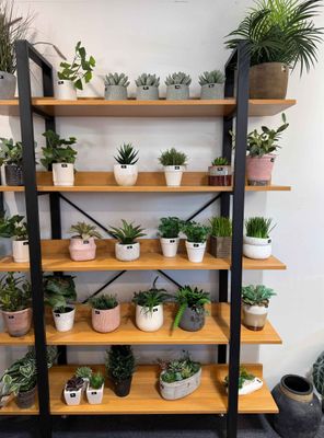 Everlasting Plants From $2