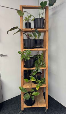 Indoor Pot Plants from $5