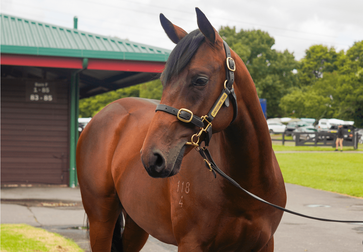 Jared Pike Racing Lot 500 - Karaka 2026 | Pike Racing