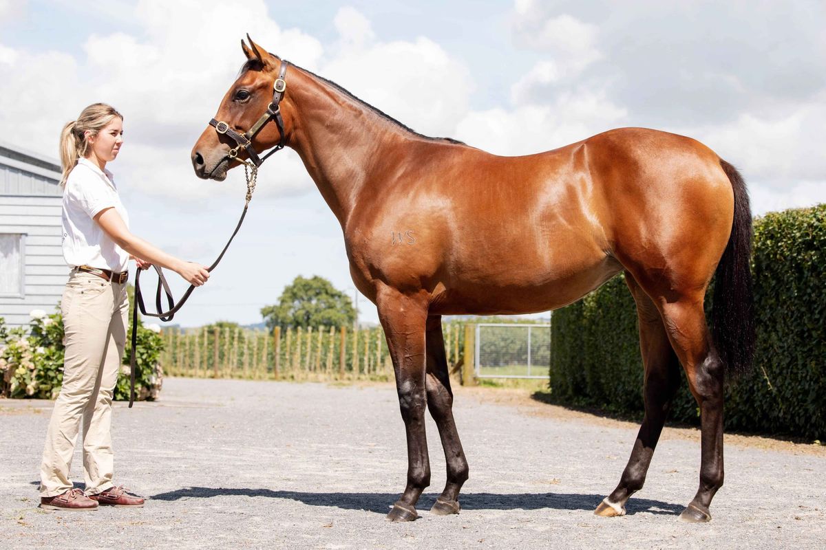 Jared Pike Racing Lot 631 - Karaka 2026 | Pike Racing