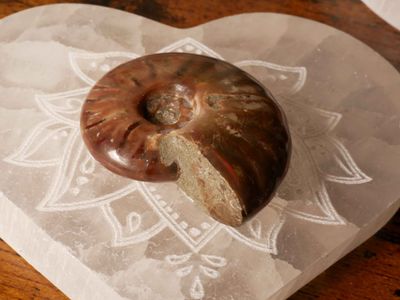 Small Ammonite